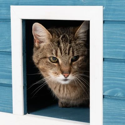 Casita Penthouse Para Mascotas 17 Casita Penthouse Para Mascotas - Imagen 15