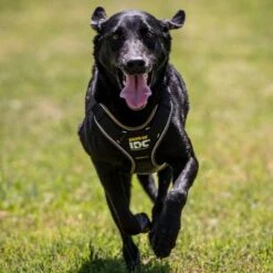 Julius K9 Arnés Para Perros JULIUS-K9 IDC® Longwalk Negro Y Gris 13 Julius K9 Arnés Para Perros JULIUS-K9 IDC® Longwalk Negro Y Gris -Mascota Suministros Ventas 123299 julius k9 idc longwalk geschirr schwarz grau hs 07 3