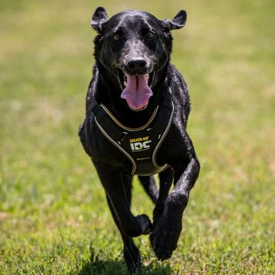 Julius K9 Arnés Para Perros JULIUS-K9 IDC® Longwalk Negro Y Gris 5 Julius K9 Arnés Para Perros JULIUS-K9 IDC® Longwalk Negro Y Gris - Imagen 3