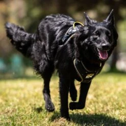 Julius K9 Arnés Para Perros JULIUS-K9 IDC® Longwalk Negro Y Gris 18 Julius K9 Arnés Para Perros JULIUS-K9 IDC® Longwalk Negro Y Gris -Mascota Suministros Ventas 123299 julius k9 idc longwalk geschirr schwarz grau hs 11 0