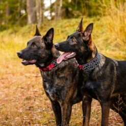 Rukka® Cube Soft Collar, Rojo / Negro -Mascota Suministros Ventas 139798 lfashion rukka cube soft halsband rot hs 04 4