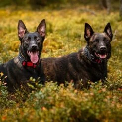 Rukka® Cube Soft Collar, Rojo / Negro -Mascota Suministros Ventas 139798 lfashion rukka cube soft halsband rot hs 05 6