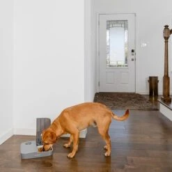 Comedero Automático Doble PetSafe® Para Mascotas -Mascota Suministros Ventas 145997 rasiosystems petsafe futterautomat 2mahlzeiten catdog 2x355xml hs 09 6