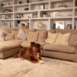 Pet Head Ditch The Dirt Champú Para Perros -Mascota Suministros Ventas 159700 companyofanimals pethead ditchthedirt shampoo 300ml hs 06 9