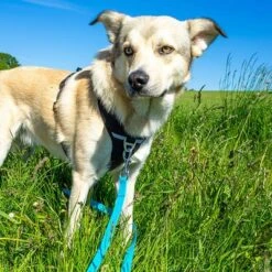 Petlando Correa Larga Para Perros Pawz & Pepper Strong Azul 15 Petlando Correa Larga Para Perros Pawz & Pepper Strong Azul -Mascota Suministros Ventas 174796 174797 pawznpepper schleppleine rund geflochten blau hs 04 2