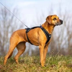 Arnés Curli Belka Comfort Negro Para Perros 23 Arnés Curli Belka Comfort Negro Para Perros -Mascota Suministros Ventas 176034 curli belka comfort geschirr schwarz hs 08 3