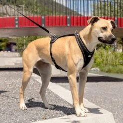 Arnés Curli Belka Comfort Negro Para Perros 17 Arnés Curli Belka Comfort Negro Para Perros -Mascota Suministros Ventas 176034 curli belka comfort geschirr schwarz hs 09 6