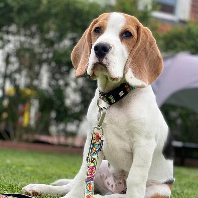 Correa Ajustable Max & Molly Cómic Para Perros 4 Correa Ajustable Max & Molly Cómic Para Perros - Imagen 2