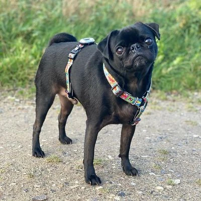 Arnés Max & Molly Cómic Para Perros 4 Arnés Max & Molly Cómic Para Perros - Imagen 2