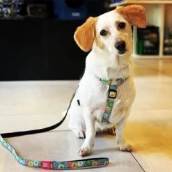 Correa Corta Max & Molly Donuts Para Perros 7 Correa Corta Max & Molly Donuts Para Perros -Mascota Suministros Ventas 190208 maxnmolly kurzleine donuts hs 02 4