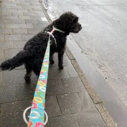 Correa Ajustable Max & Molly Donuts Para Perros -Mascota Suministros Ventas 190211 186594 186595 maxnmolly multifunktionsleine donuts hs 02 6