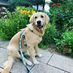 Correa Ajustable Max & Molly Donuts Para Perros -Mascota Suministros Ventas 190211 186594 186595 maxnmolly multifunktionsleine donuts hs 03 3