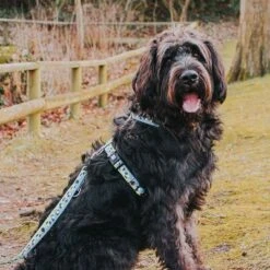 Correa Ajustable Max & Molly Black Sheep Para Perros -Mascota Suministros Ventas 190402 190403 190404 maxnmolly multifunktionsleine blacksheep hs 03 7