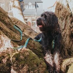 Arnés Max & Molly Black Sheep Para Perros -Mascota Suministros Ventas 190405 190406 190407 maxnmolly hg eschirr blacksheep hs 04 5