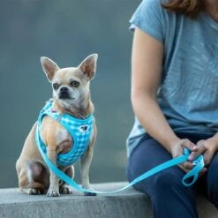 Set Curli: Arnés Vest Air-Mesh + Correa Basic Caro Azul Cielo -Mascota Suministros Ventas 204197 204198 203950 204199 curli vest geschirr airmesh basic leine skyblue caro hs 04 2