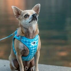 Set Curli: Arnés Vest Air-Mesh + Correa Basic Caro Azul Cielo -Mascota Suministros Ventas 204197 204198 203950 204199 curli vest geschirr airmesh basic leine skyblue caro hs 05 4