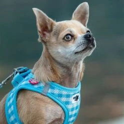 Set Curli: Arnés Vest Air-Mesh + Correa Basic Caro Azul Cielo -Mascota Suministros Ventas 204197 204198 203950 204199 curli vest geschirr airmesh basic leine skyblue caro hs 07 8