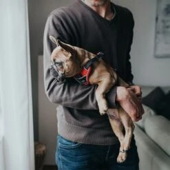 Arnés HUNTER Divo Rojo Y Gris Para Perros 28 Arnés HUNTER Divo Rojo Y Gris Para Perros -Mascota Suministros Ventas 212948 214597 214598 212949 212951 hunter geschirr divo rotgrau hs 12 3