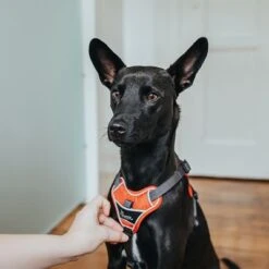 Arnés HUNTER Divo Rojo Y Gris Para Perros 30 Arnés HUNTER Divo Rojo Y Gris Para Perros -Mascota Suministros Ventas 212948 214597 214598 212949 212951 hunter geschirr divo rotgrau hs 14 5