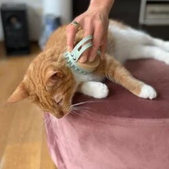 Kooa Cepillo Masajeador Para Gatos 16 Kooa Cepillo Masajeador Para Gatos -Mascota Suministros Ventas 309896 kooa massageb rste f r katzen hs 06 0