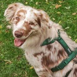 Arnés Nomad Tales Blush Esmeralda Para Perros -Mascota Suministros Ventas 323020 nomad tales blush geschirr emerald 04 9