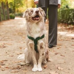 Arnés Nomad Tales Blush Esmeralda Para Perros -Mascota Suministros Ventas 323020 nomad tales blush geschirr emerald 05 7