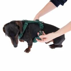 Arnés Nomad Tales Blush Esmeralda Para Perros -Mascota Suministros Ventas 323024 blush s fg 6924 8