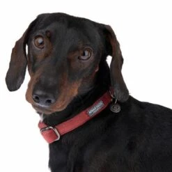 Collar Nomad Tales Blush Vino Para Perros -Mascota Suministros Ventas 324707 blush s fg 7010 1