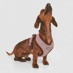 Arnés Nomad Tales Calma Burdeos Para Perros -Mascota Suministros Ventas 324717 nomad tales calma burgundy 02 4