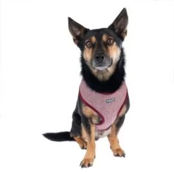 Arnés Nomad Tales Calma Burdeos Para Perros -Mascota Suministros Ventas 325599 calma fg 7759 9