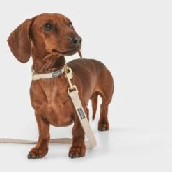 Correa Nomad Tales Calma Arena Para Perros -Mascota Suministros Ventas 326096 nomad tales calma hundeleine sand 120cm 03 3