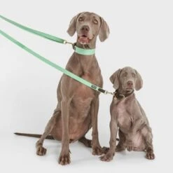 Correa Nomad Tales Bloom Menta Para Perros 18 Correa Nomad Tales Bloom Menta Para Perros -Mascota Suministros Ventas 326798 nomad tales bloom halsband mint 02 9