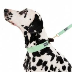 Correa Nomad Tales Bloom Menta Para Perros 25 Correa Nomad Tales Bloom Menta Para Perros -Mascota Suministros Ventas 326801 328199 bloom l fg 7561 0