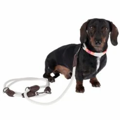 Collar Nomad Tales Spirit Piedra Para Perros 30 Collar Nomad Tales Spirit Piedra Para Perros -Mascota Suministros Ventas 329197 329397 spirit xs fg 7690 3