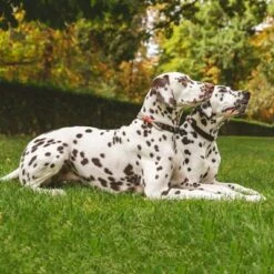 Collar Nomad Tales Spirit Piedra Para Perros 20 Collar Nomad Tales Spirit Piedra Para Perros -Mascota Suministros Ventas 329197 nomad tales spirit halsband stone 01 1