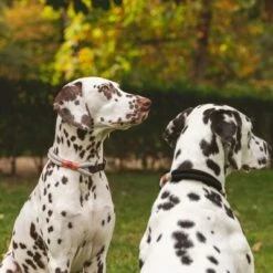Collar Nomad Tales Spirit Piedra Para Perros 26 Collar Nomad Tales Spirit Piedra Para Perros -Mascota Suministros Ventas 329197 nomad tales spirit halsband stone 02 7
