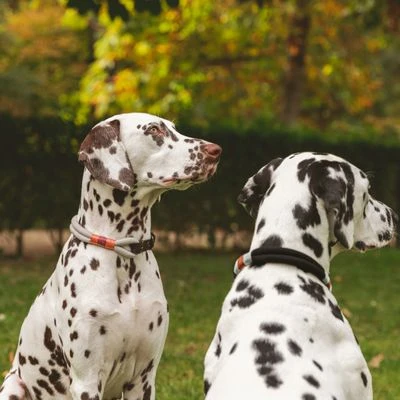 Collar Nomad Tales Spirit Piedra Para Perros 12 Collar Nomad Tales Spirit Piedra Para Perros - Imagen 10