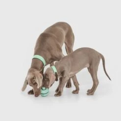 Pelota Portasnacks Nomad Tales Bloom Snack Roller Juguete Para Perros 13 Pelota Portasnacks Nomad Tales Bloom Snack Roller Juguete Para Perros -Mascota Suministros Ventas 333015 nomad tales snack ball 02 1