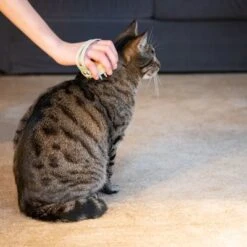 Kooa Cepillo Masajeador Para Gatos 23 Kooa Cepillo Masajeador Para Gatos -Mascota Suministros Ventas 62207 21 kooa haustierbuerste hpc2208 1000x 5