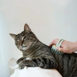 Kooa Cepillo Masajeador Para Gatos 20 Kooa Cepillo Masajeador Para Gatos -Mascota Suministros Ventas 62207 22 kooa haustierbuerste hpc2208 1000x 0