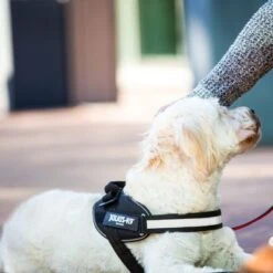 Julius K9 Arnés Julius-K9 IDC® Power Negro Para Perros -Mascota Suministros Ventas 65902 julius k9 idc powergeschirr schwarz hs8 3