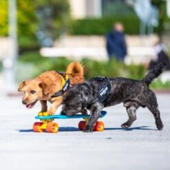 Julius K9 Arnés Julius-K9 IDC® Power Negro Para Perros -Mascota Suministros Ventas 65902 julius k9 idc powergeschirr schwarz hs9 9