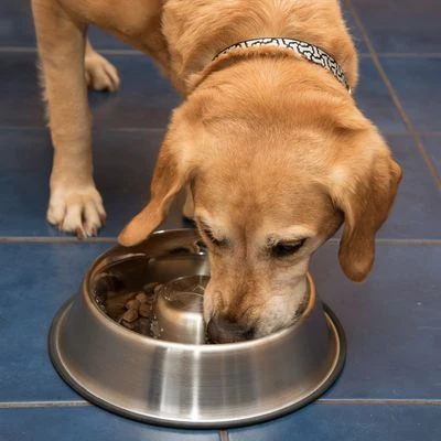 Comedero Antivoracidad De Acero Para Perros 10 Comedero Antivoracidad De Acero Para Perros - Imagen 8