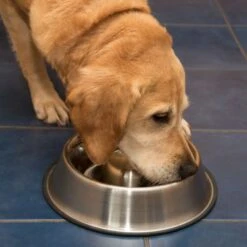 Comedero Antivoracidad De Acero Para Perros 20 Comedero Antivoracidad De Acero Para Perros -Mascota Suministros Ventas 66349 antischlingnapf fg 1011 1