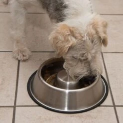 Comedero Antivoracidad De Acero Para Perros 21 Comedero Antivoracidad De Acero Para Perros -Mascota Suministros Ventas 66523 antischlingnapf fg 0988 4