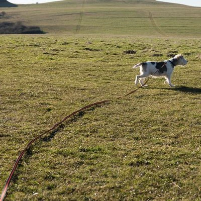 Correa De Rastreo Heim Engomada Para Perros 19 Correa De Rastreo Heim Engomada Para Perros - Imagen 17