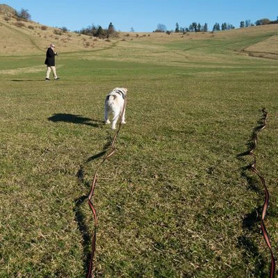 Correa De Rastreo Heim Engomada Para Perros 18 Correa De Rastreo Heim Engomada Para Perros - Imagen 16