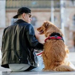 Julius K9 Arnés Julius-K9 IDC®-Power Rojo Para Perros -Mascota Suministros Ventas 73982 julius k9 idc powergeschirr rot hs11 1