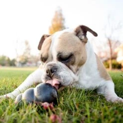 KONG Extreme Juguete Negro Para Perros -Mascota Suministros Ventas 74319 kongextremeschwarz hs 05 5