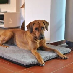 Colchón Ortopédico Pawz & Pepper Aurora -Mascota Suministros Ventas 78424 petlando pawzpepper hundekissen denver hs 07 9